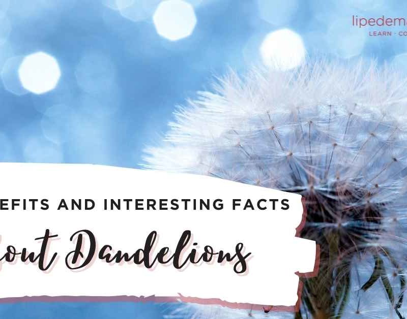 dandelions